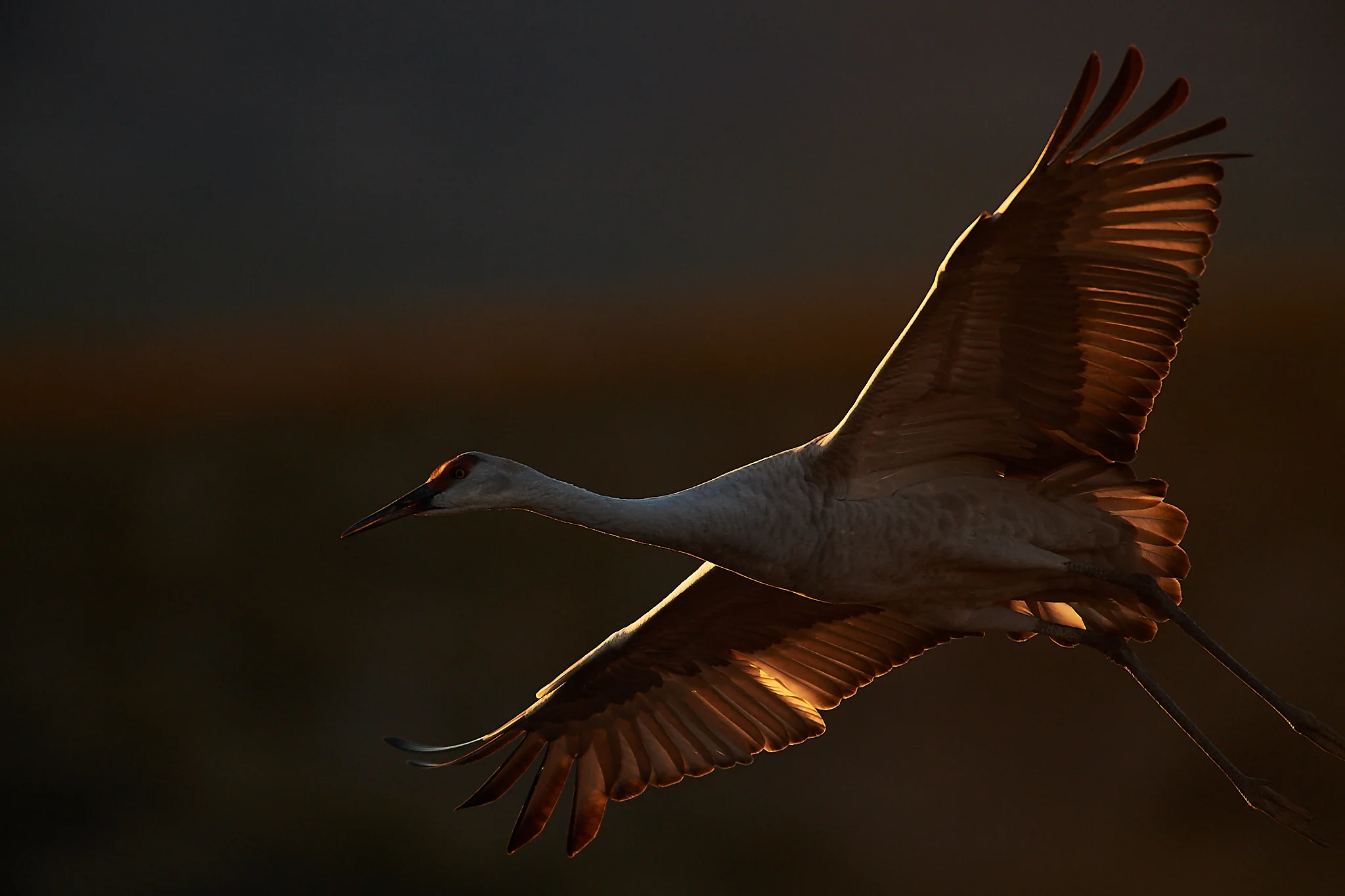 sandhill crane (Antigone canadensis), Bosque del Apache, New Mexico, USA