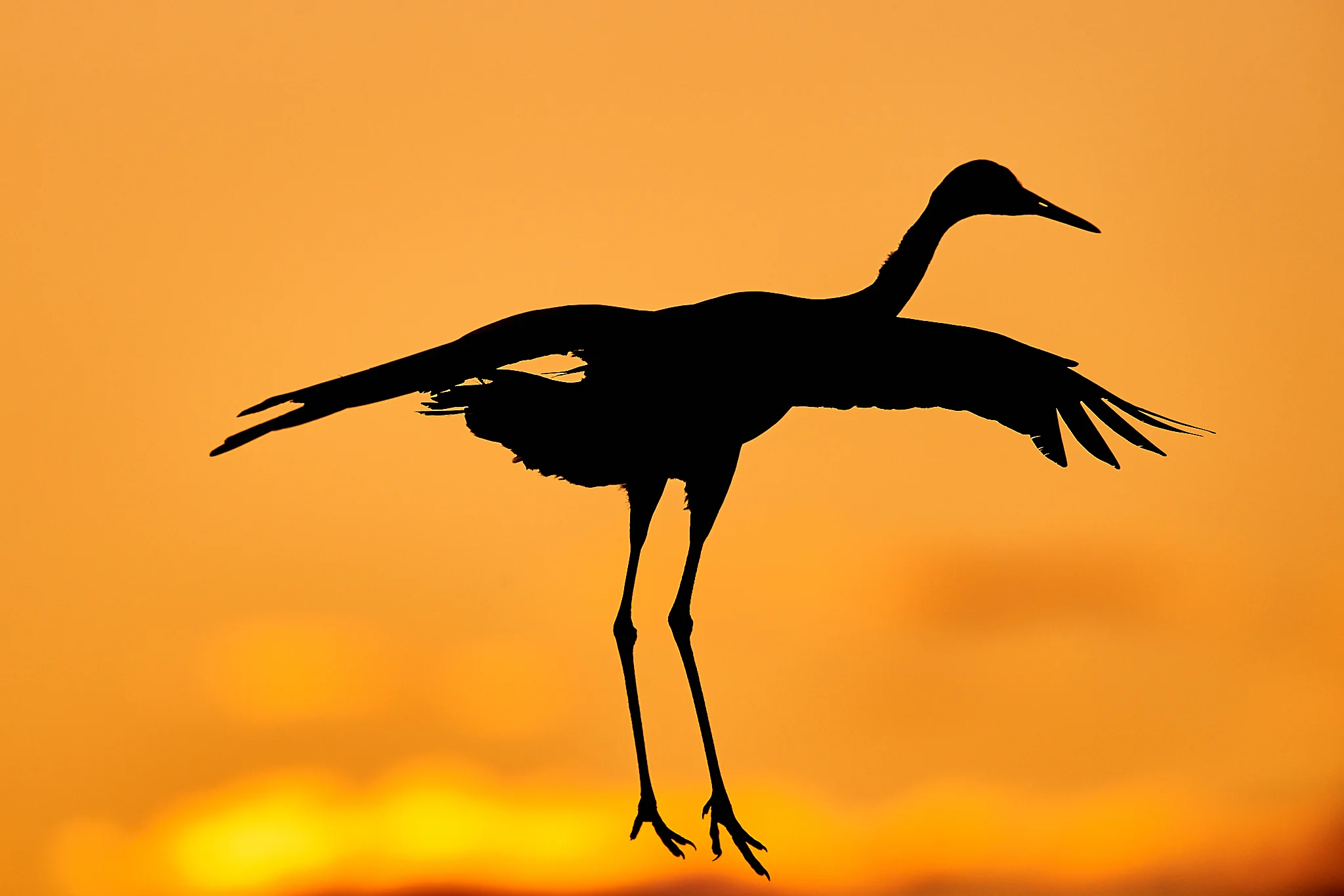 sandhill crane (Antigone canadensis), Bosque del Apache, New Mexico, USA