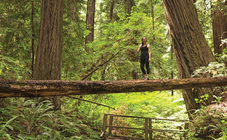 Trees.jpg