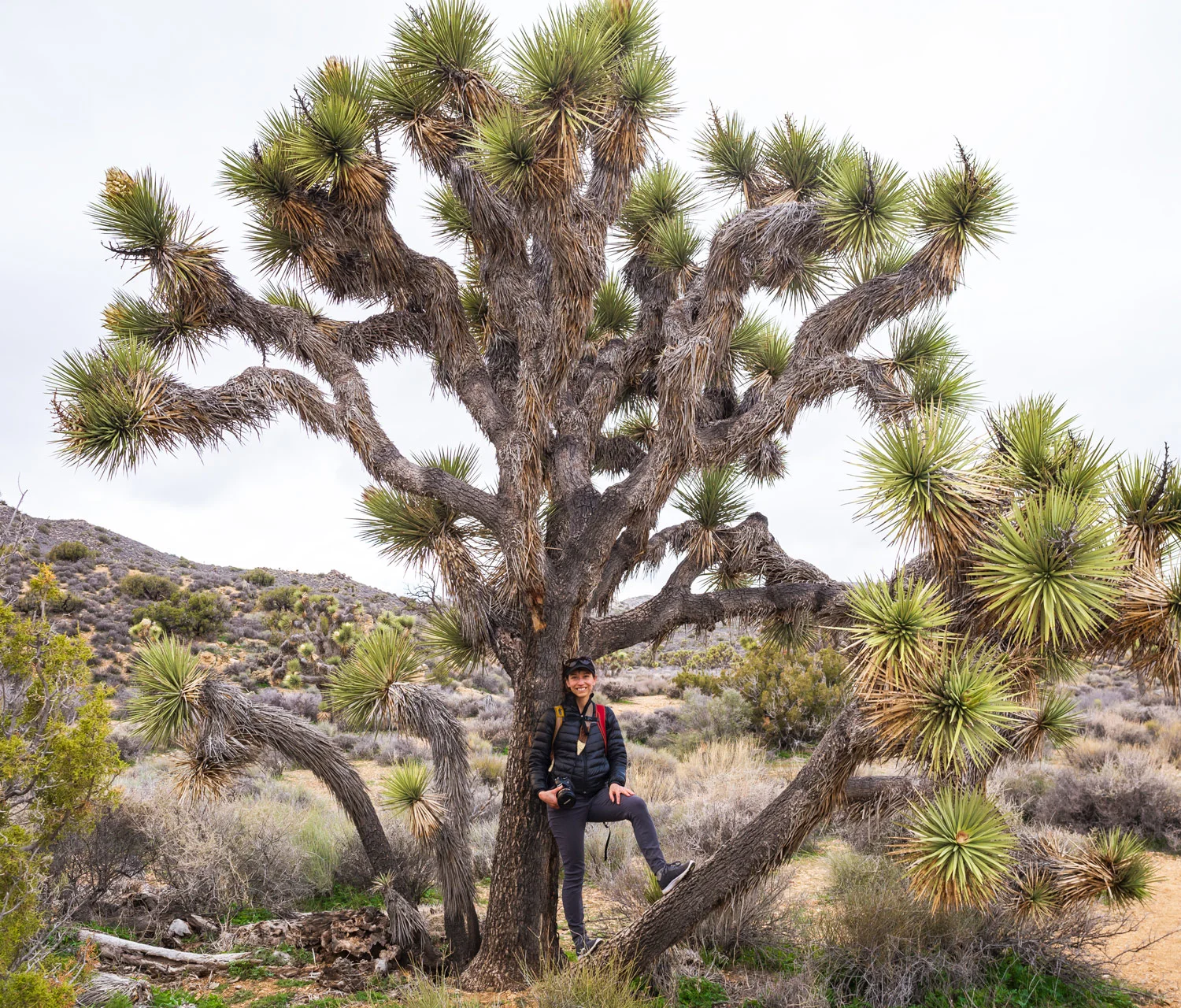 Joshua Tree National Park | CA