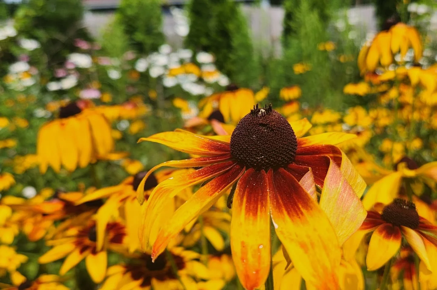 Hobbit Girl Summer - The main events: family wedding showers in WI and MN and a camping Bachelorette weekend. Flowers, family, friends, food, fireworks, fish, plants, shire-cuterie what more could one want in a summer? Felt very loved. A belated publ