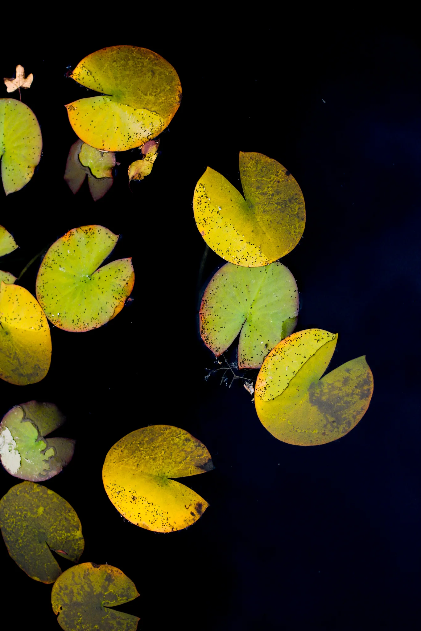 October_2014-0729.jpg