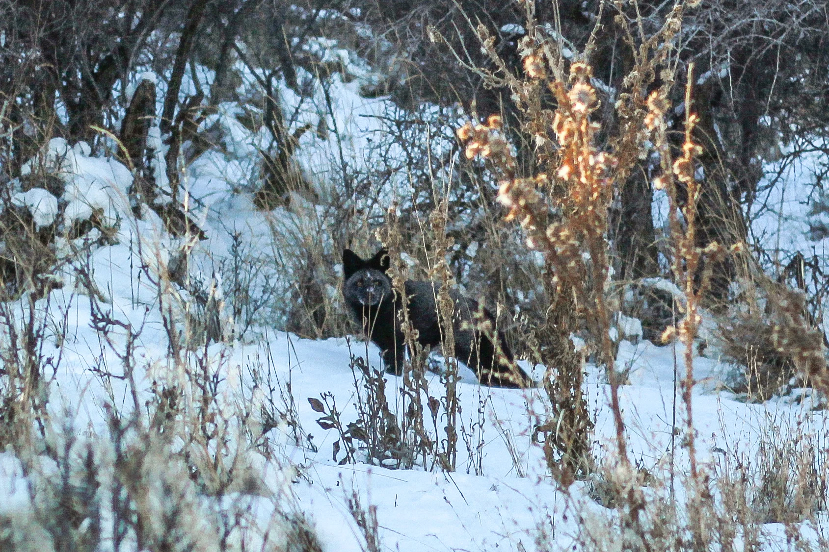 The Elusive Black Fox