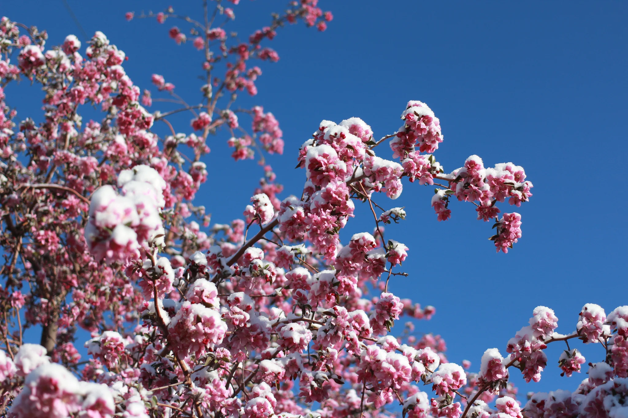 Spring Snow