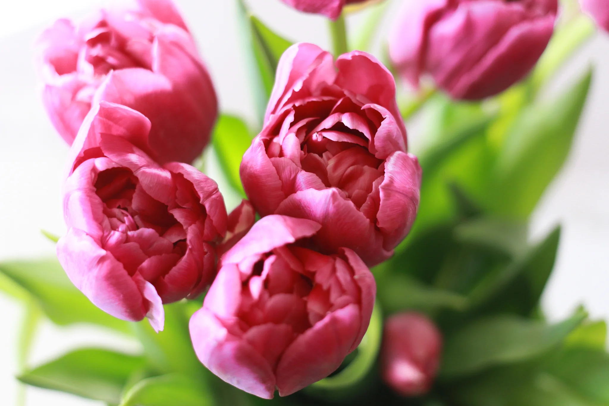 Tulips