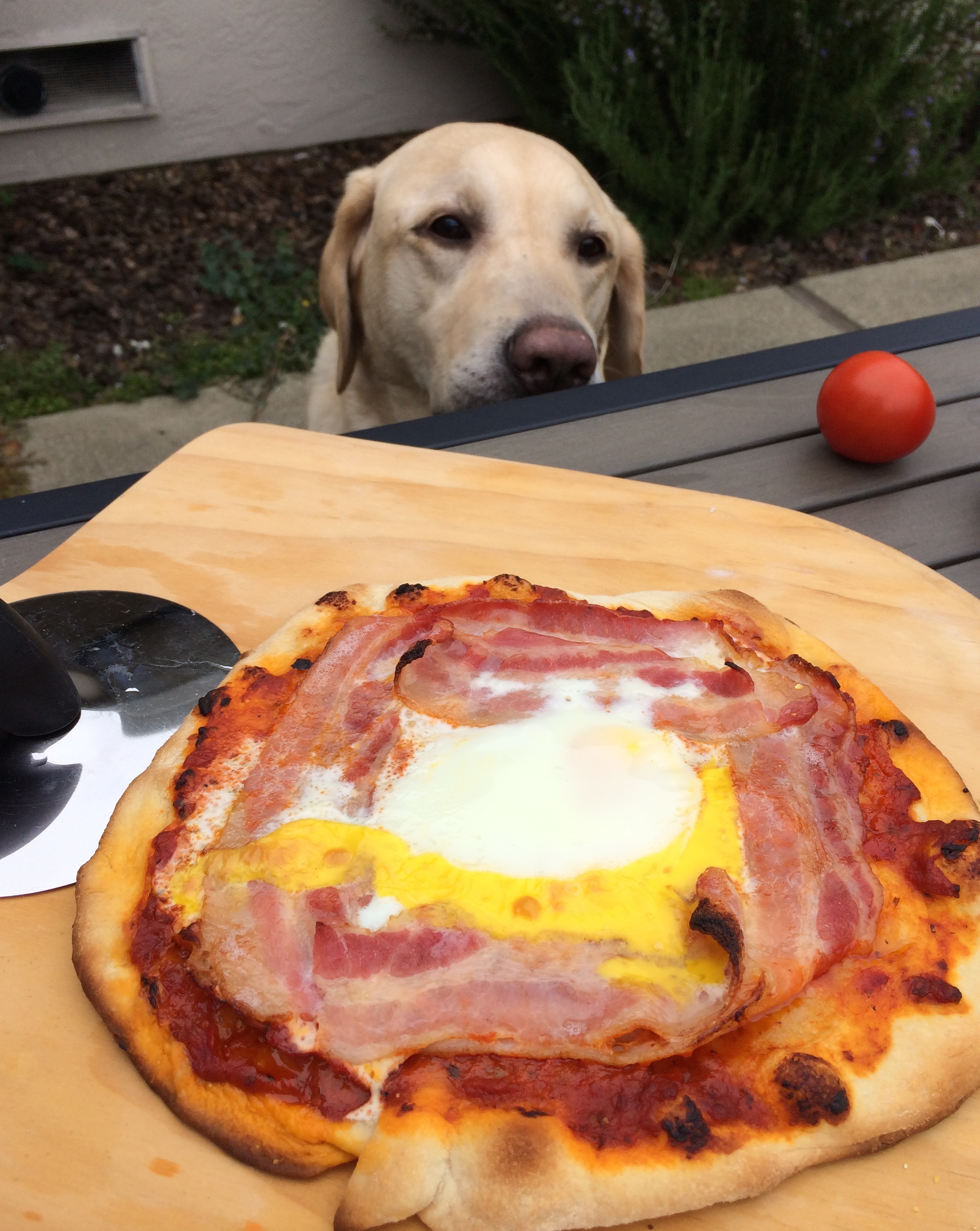Breakfast Pizza and a hungry Gizmo