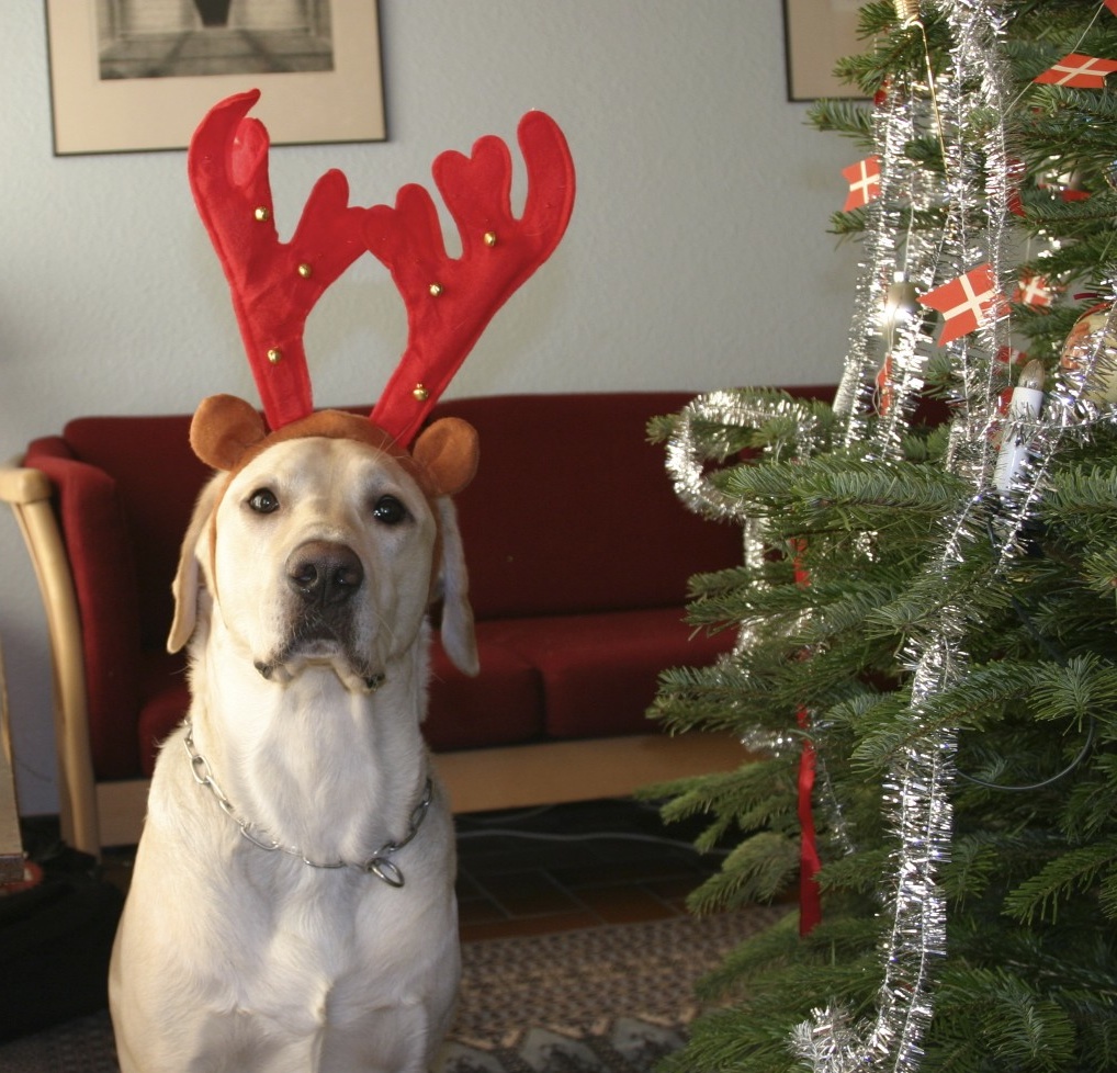 Gizmo the reindeer
