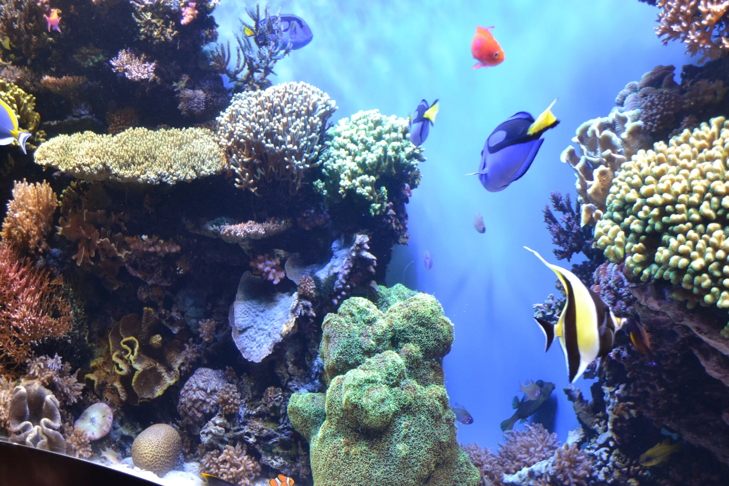 I think we found Nemo!