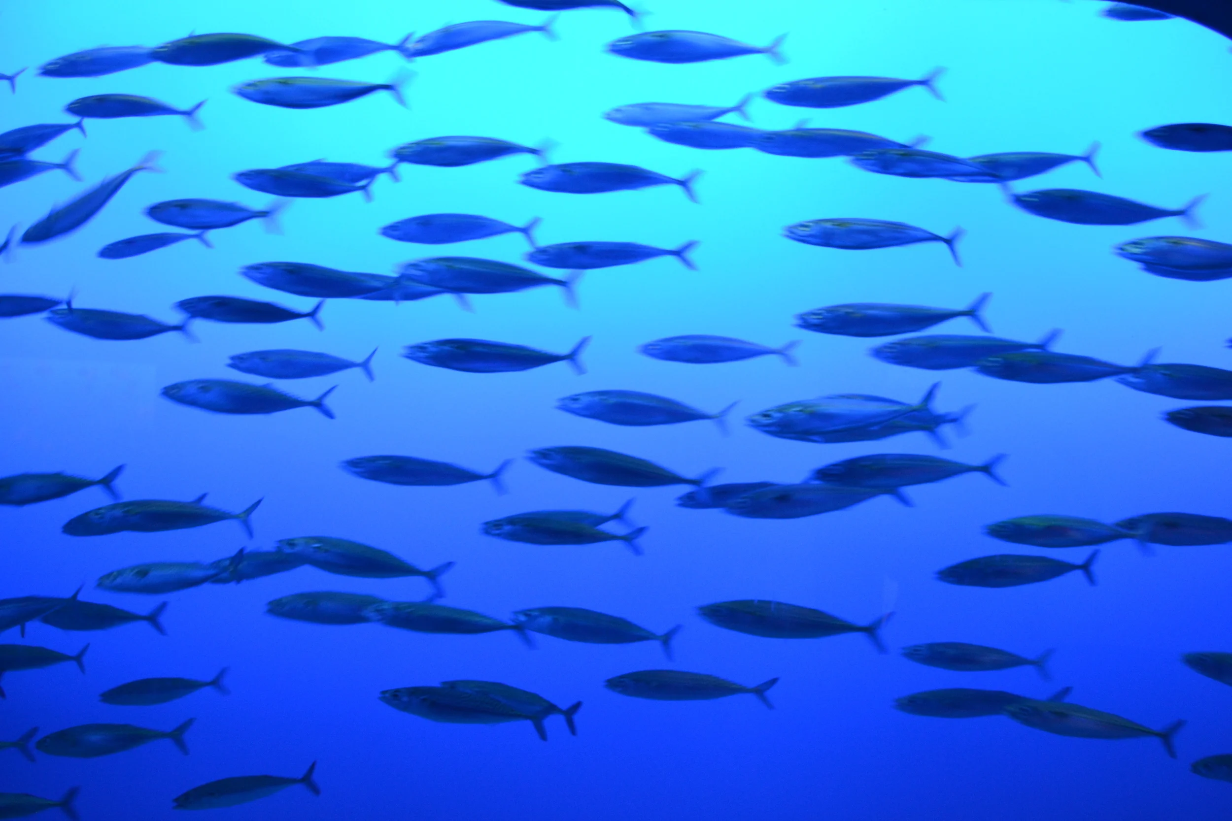 Sardines...sustainable and beautiful to look at!
