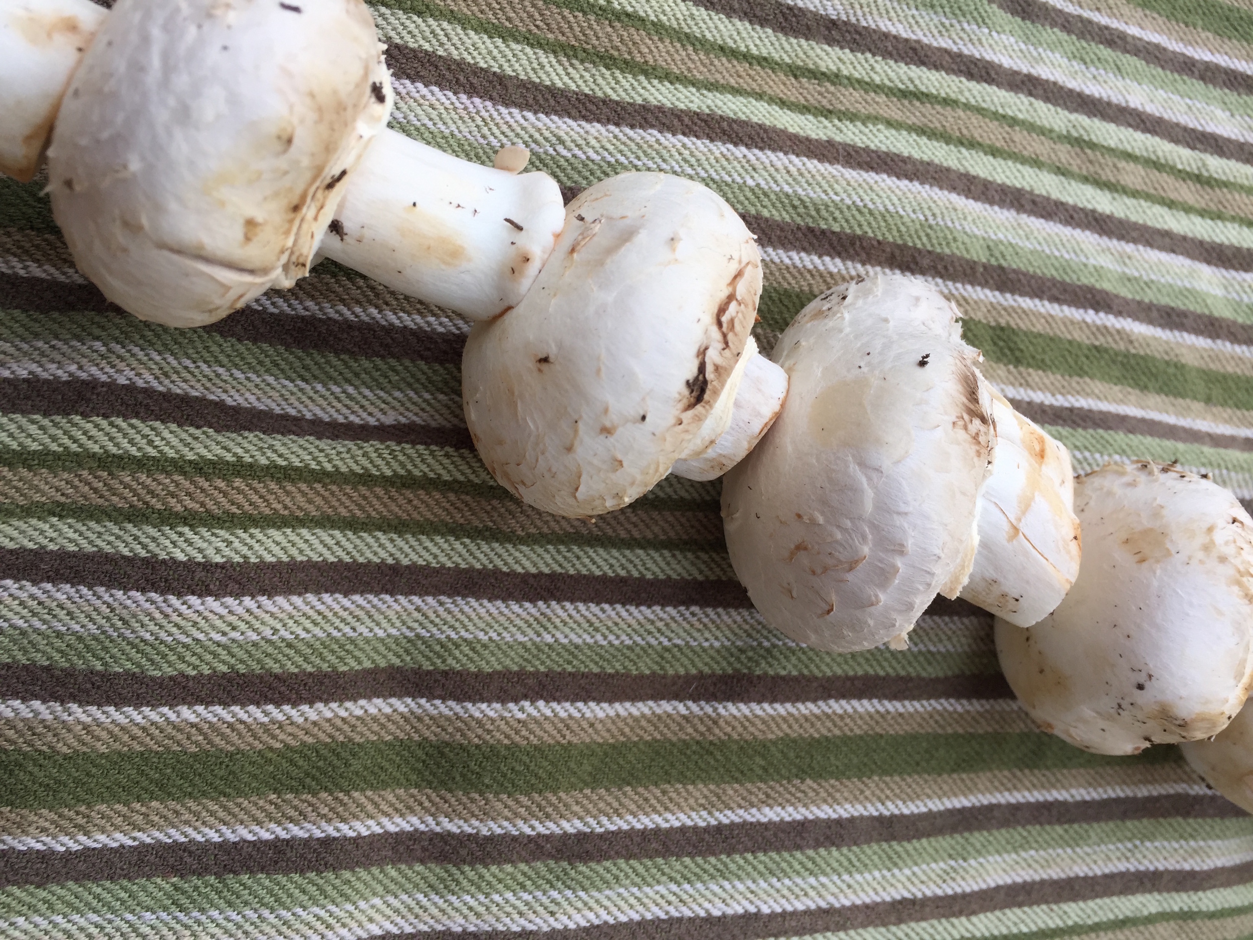 7 Days To Veg! Day 4: Make Room for Mushrooms