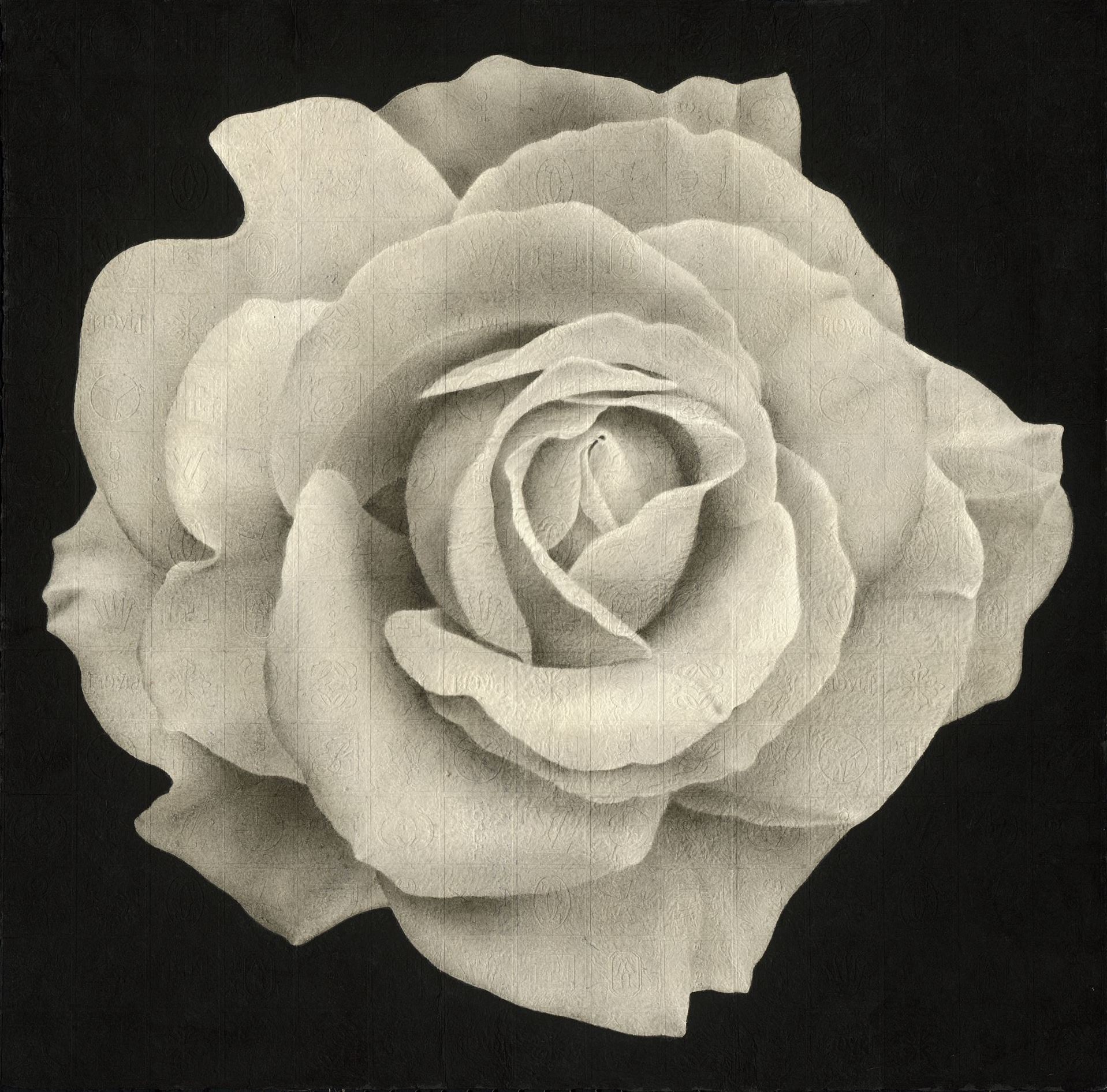 花花世界:夜玫瑰 60×60cm 2018 水墨紙本