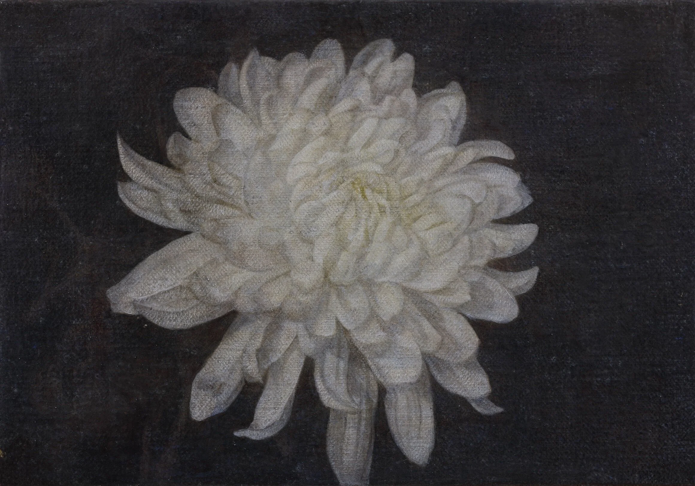 白菊  15.5x25.5cm  油彩蛋彩混合技法  2019