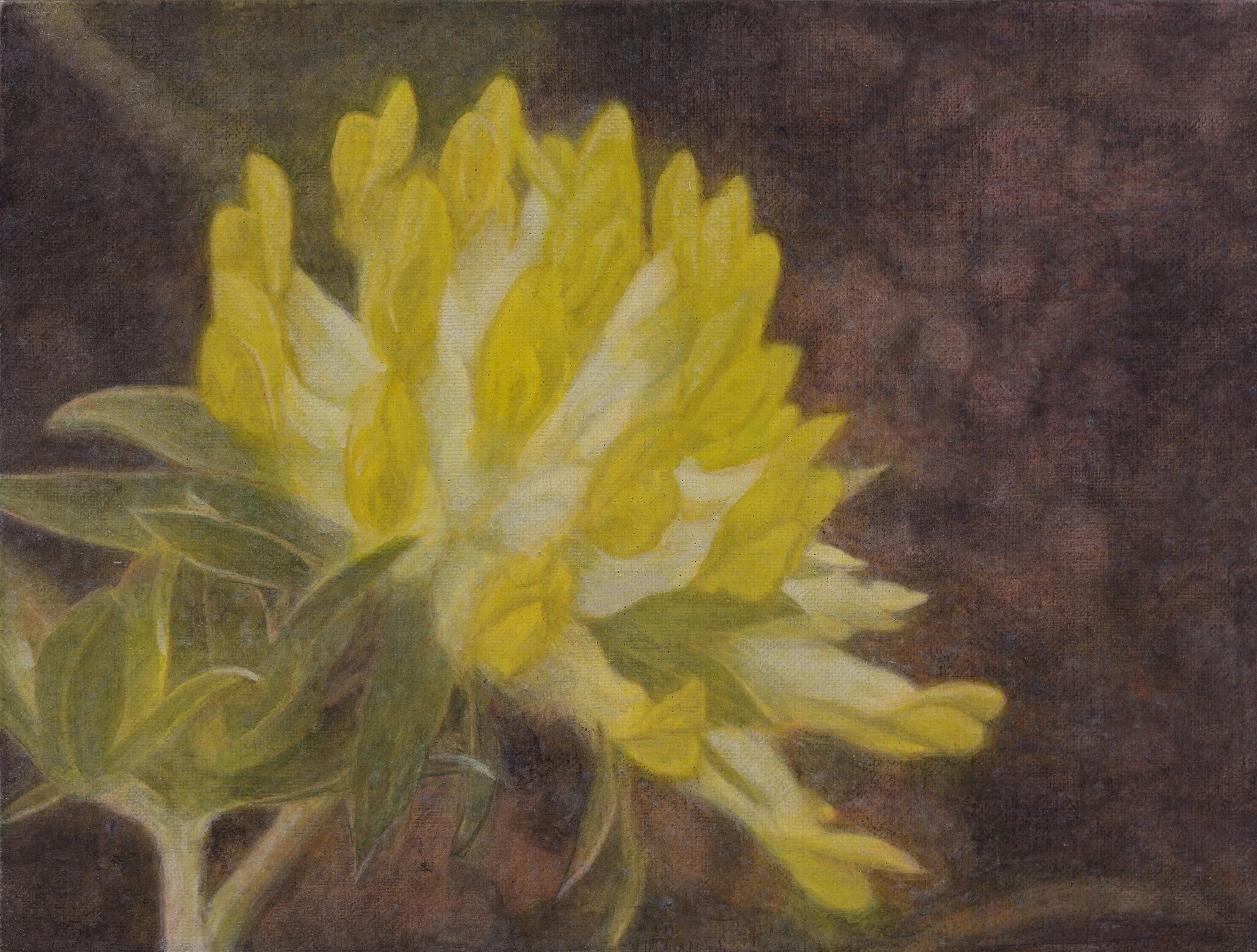 黃花  15x20cm  油彩蛋彩混合技法  2019