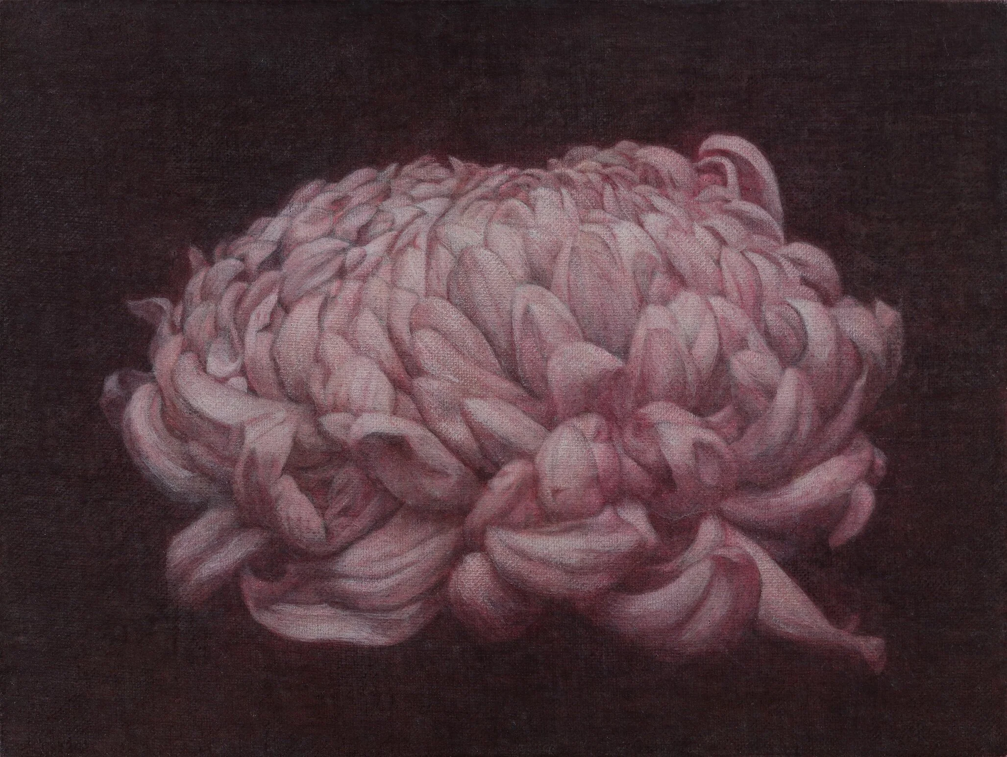 紅菊  15x20cm  油彩蛋彩混合技法  2019