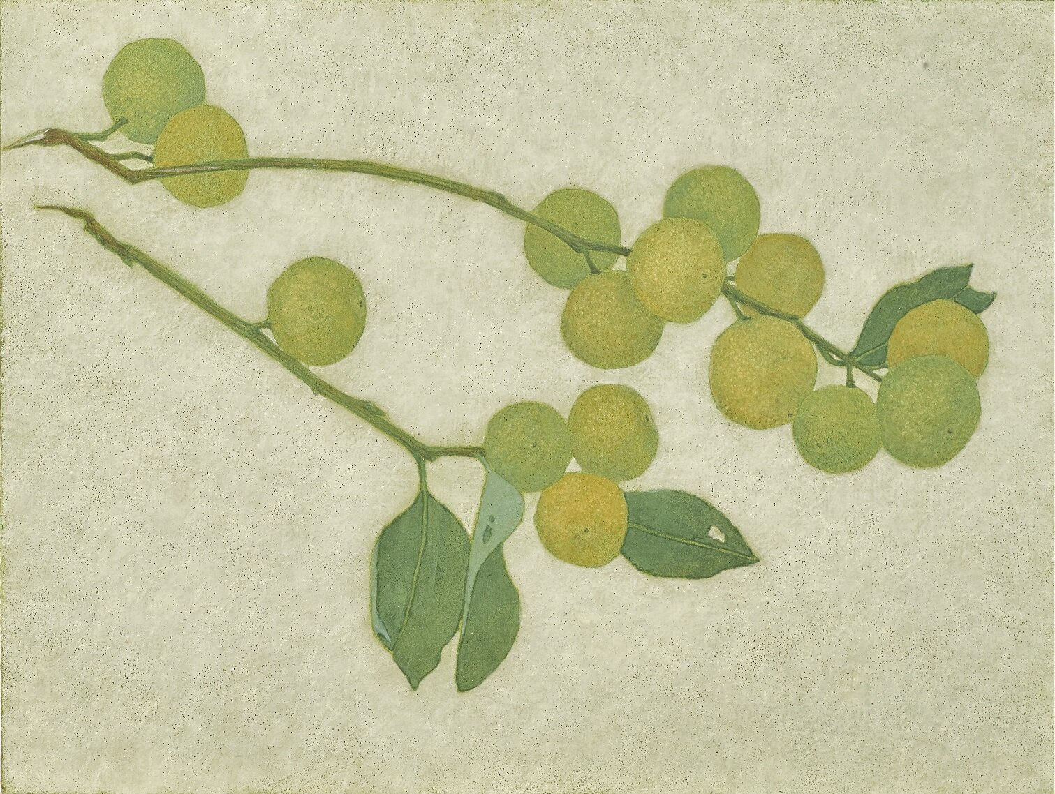 日常採集—桔仔