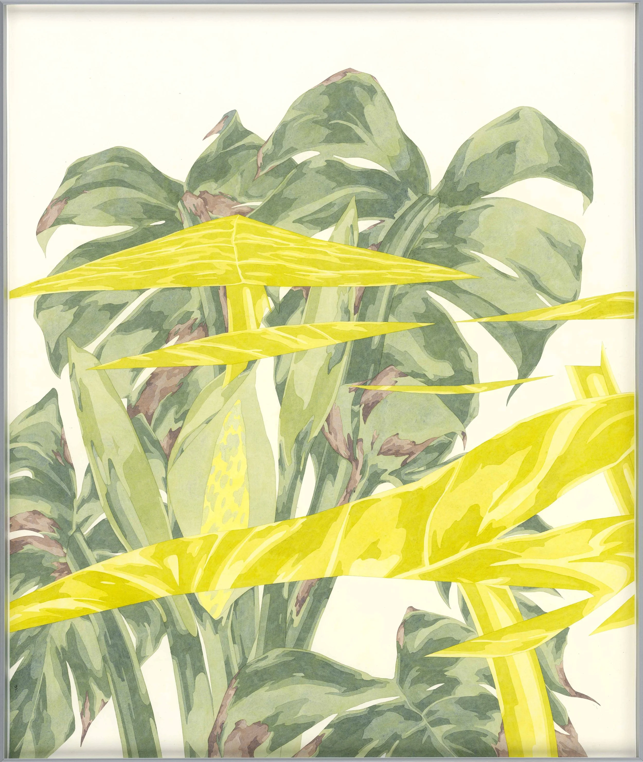 有植栽的室內-姑婆芋龜背芋03