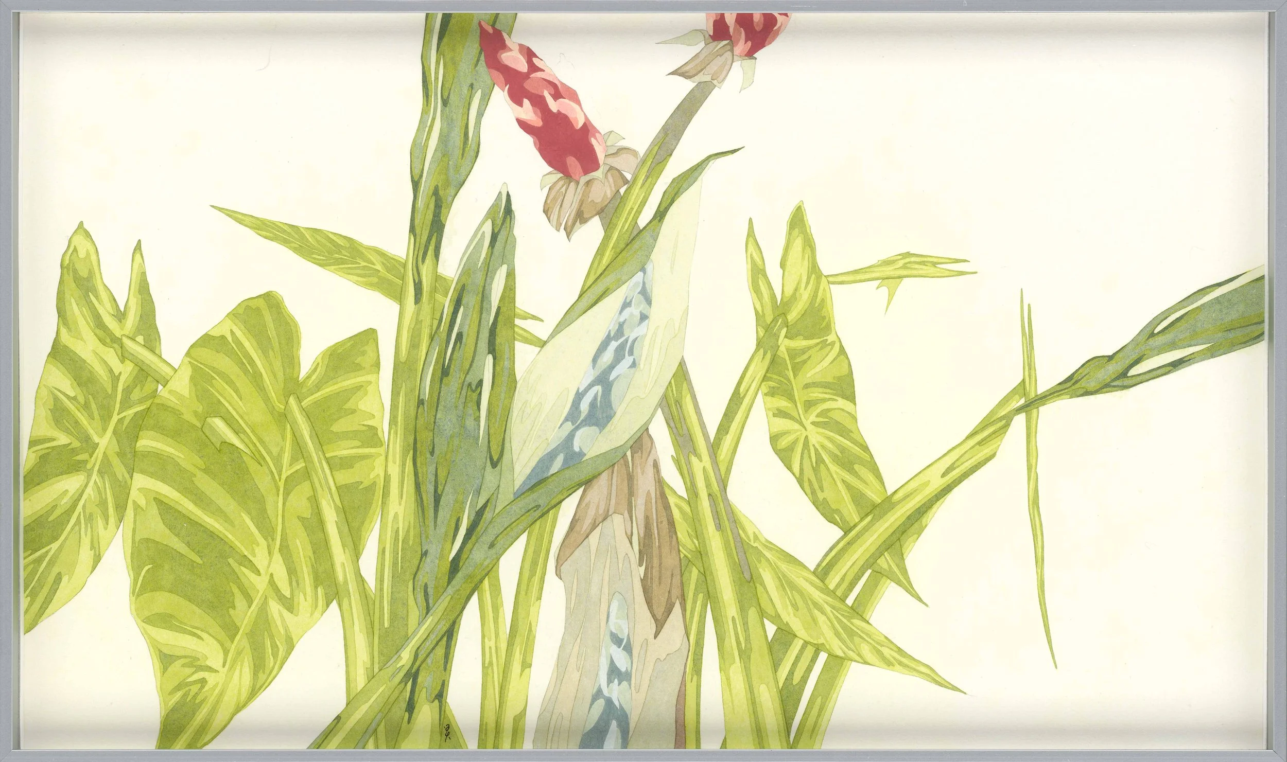 有植栽的室內-姑婆芋