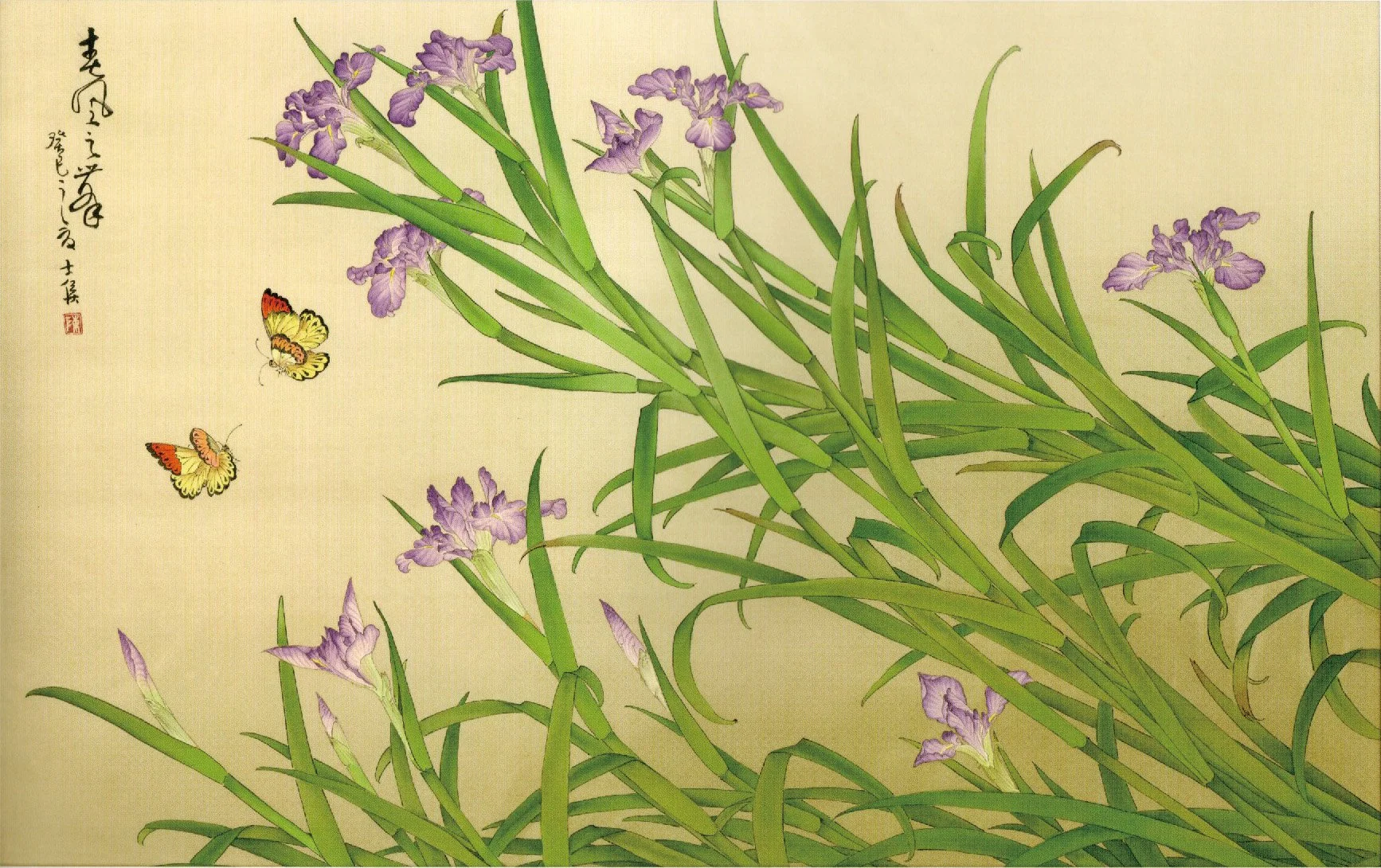 鳶尾花