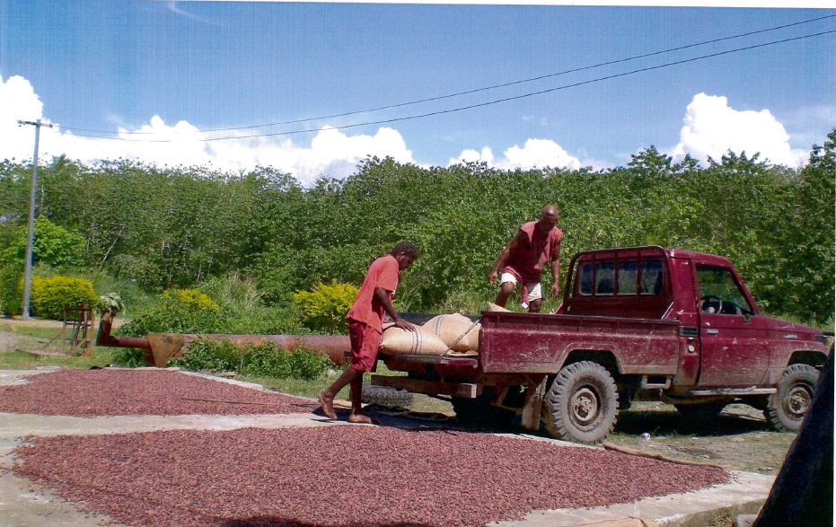 Using the sun to dry the beans