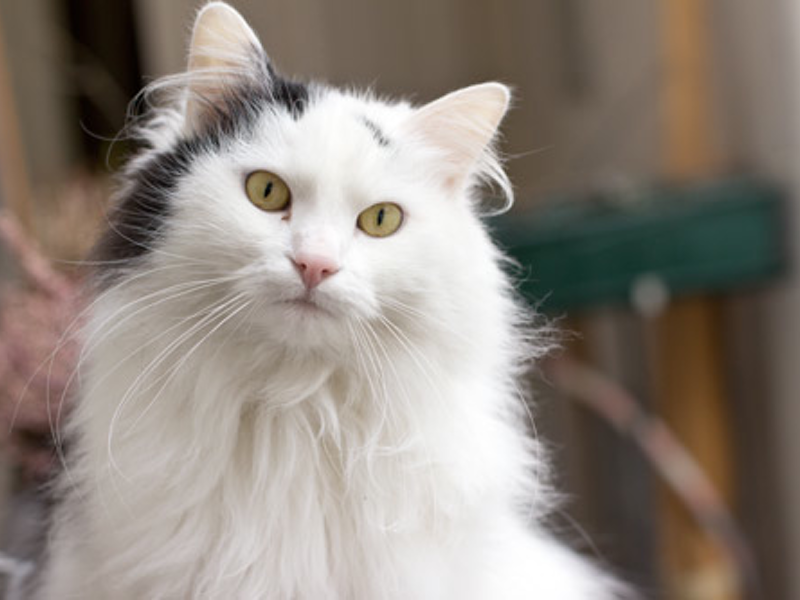 Wonderresident Freya The ultimate gatekeeper and chief of happiness at our studio. She regularly destroys our props and prototypes. Her specialty is to make sure everyone who comes to our studio is a good person. If she approves you, you’re in. 