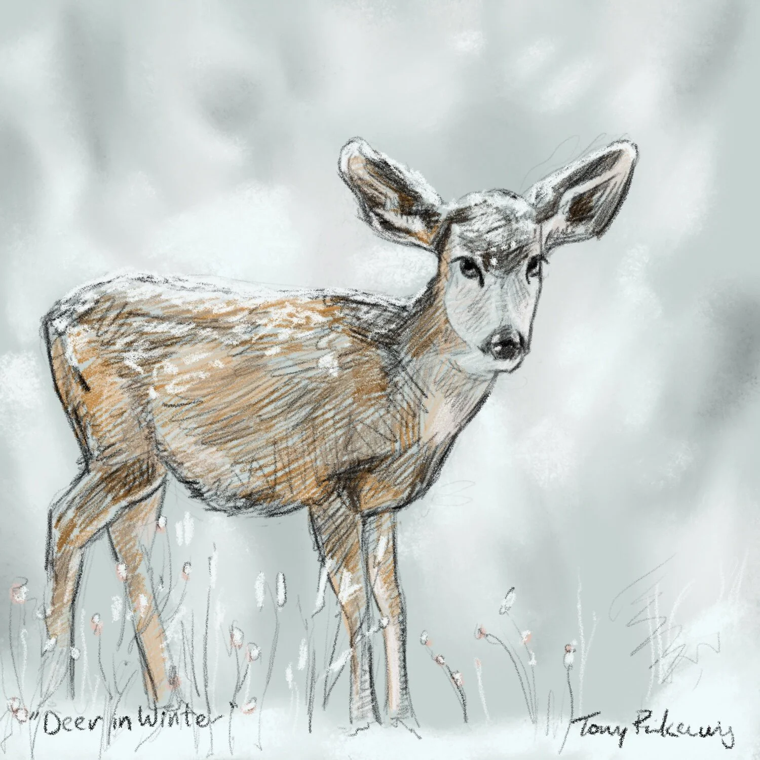 deer.jpg