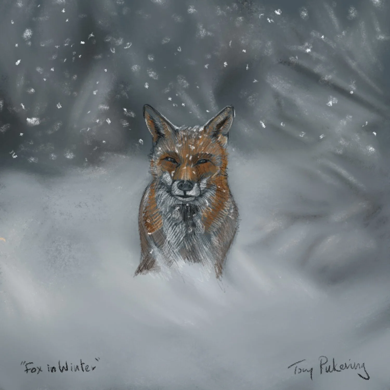 fox.jpg