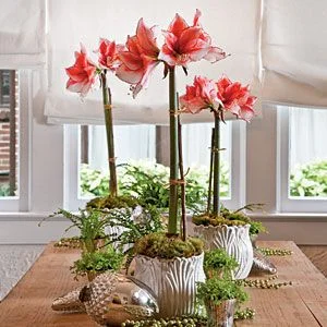 Holiday Home: Start You Amaryllis Bulbs Now For Christmas Blooms!