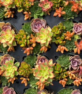 Fall Succulents (Photo: Source)