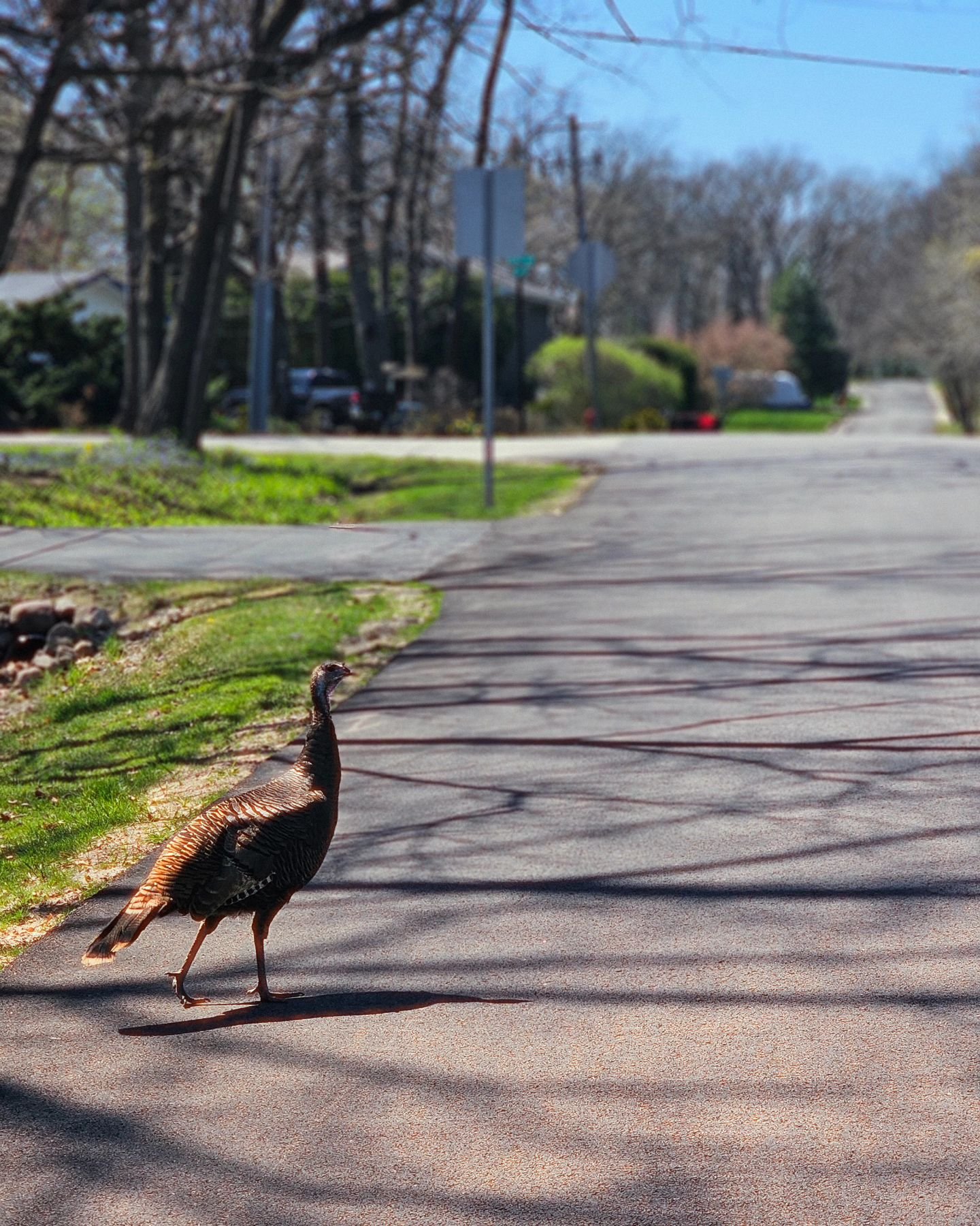 What's that saying about chickens and crossing the road? Oh wait, this is a turkey! #wildturkey #turkey #wildlife #illinois #illinoiswildlife #palospark #lovethepark
