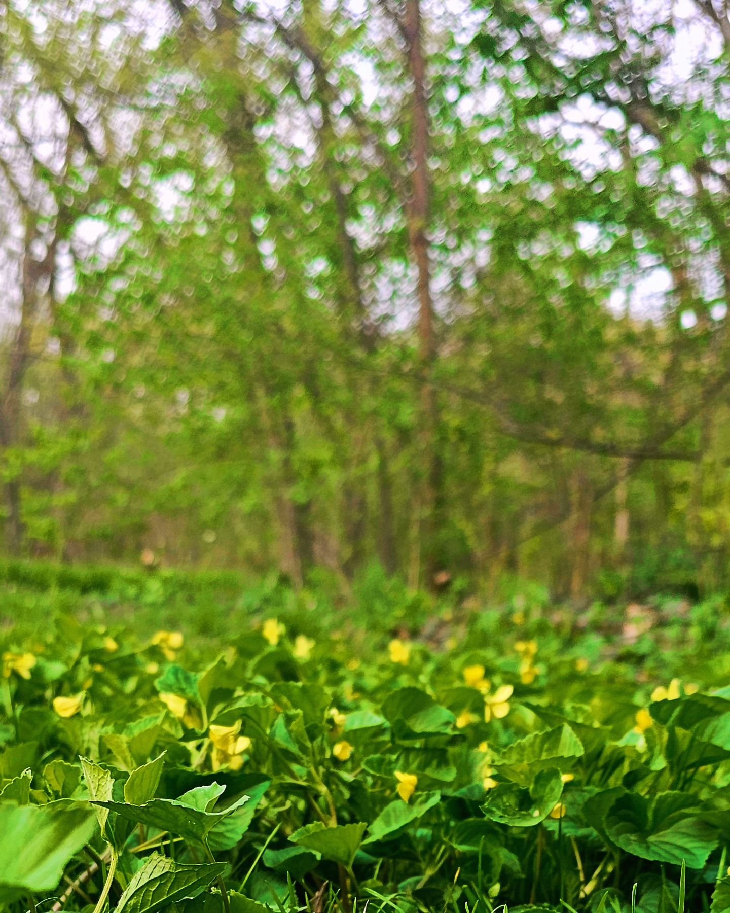 Happy Earth Day. Yellow violets in my yard. #earthday #backyardflowers #flowers #flowersofinstagram #spring #springflowers #yellowviolet #naturalhome #lovethepark