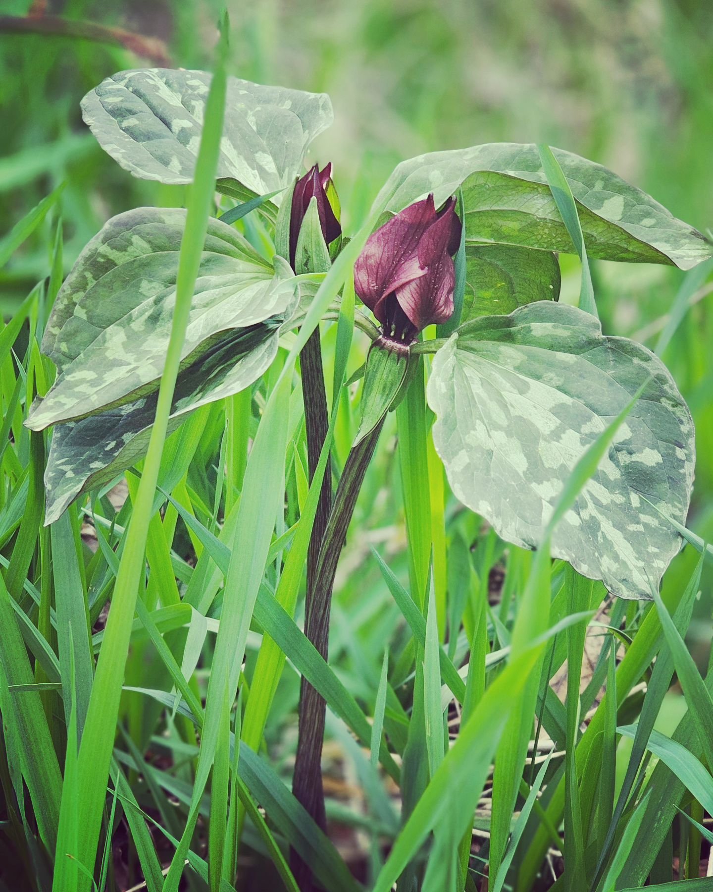 In the garden. Toadshade because to some it resembles a toad-sized umbrella. And because it is one of the first spring flowers of the season, the red trillium is sometimes known as the Wakerobin because it blooms when the first robins make their appe
