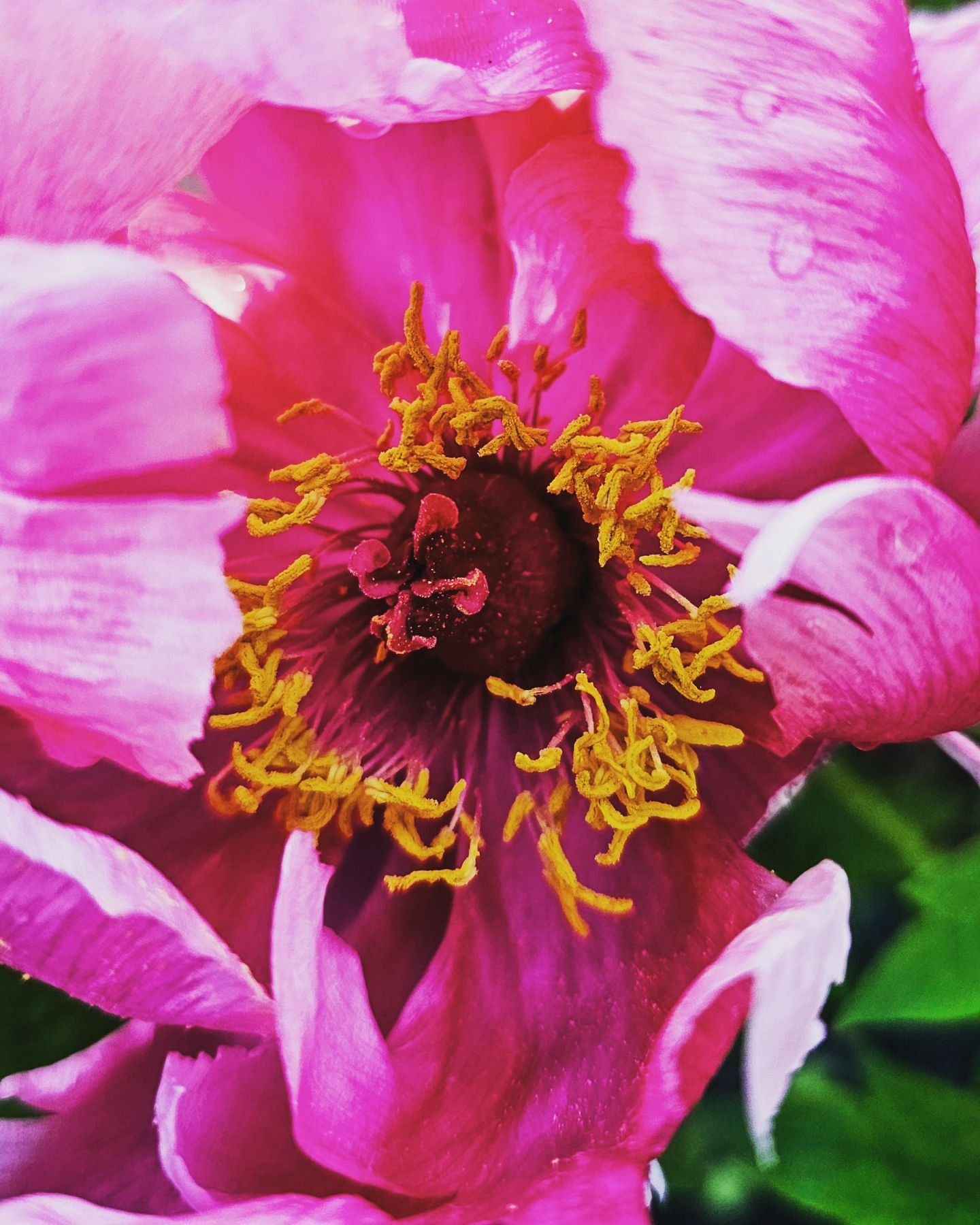 Peony season #peony #flowers #springflowers #pink #flowersofinstagram