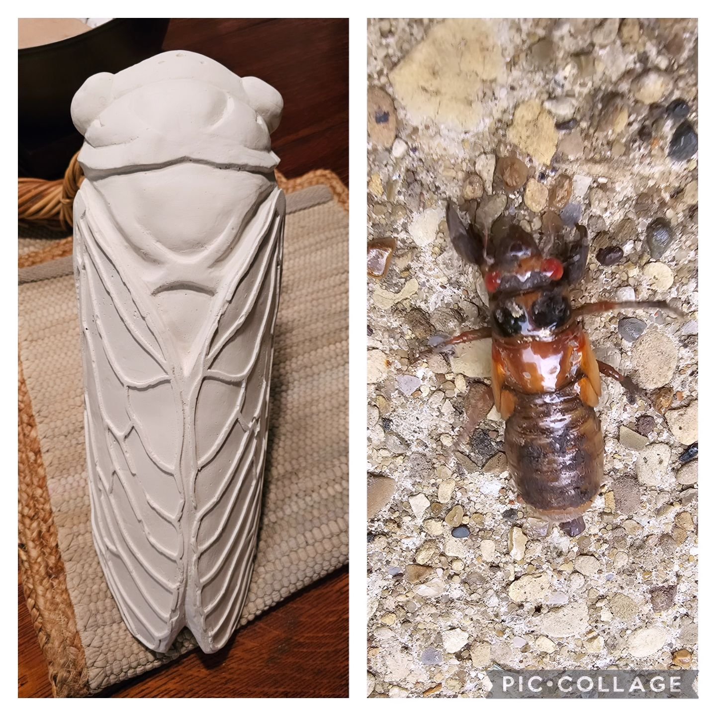 Just got my #palospark Cicada to paint from  #theinsectasylum and then I saw a cicada nymph!  #chicicadaparade #lovethepark