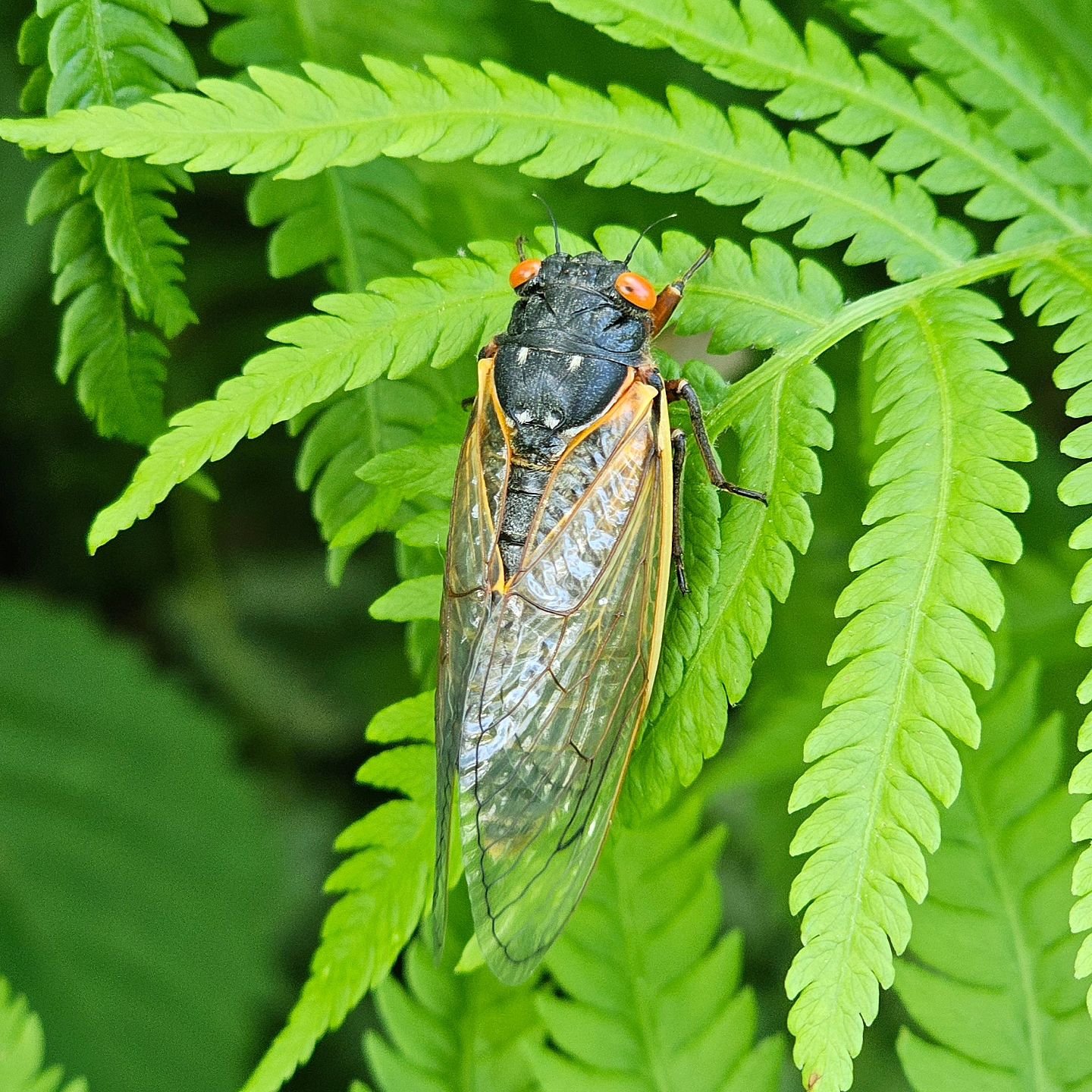 They're here! #cicada #broodxix #palospark