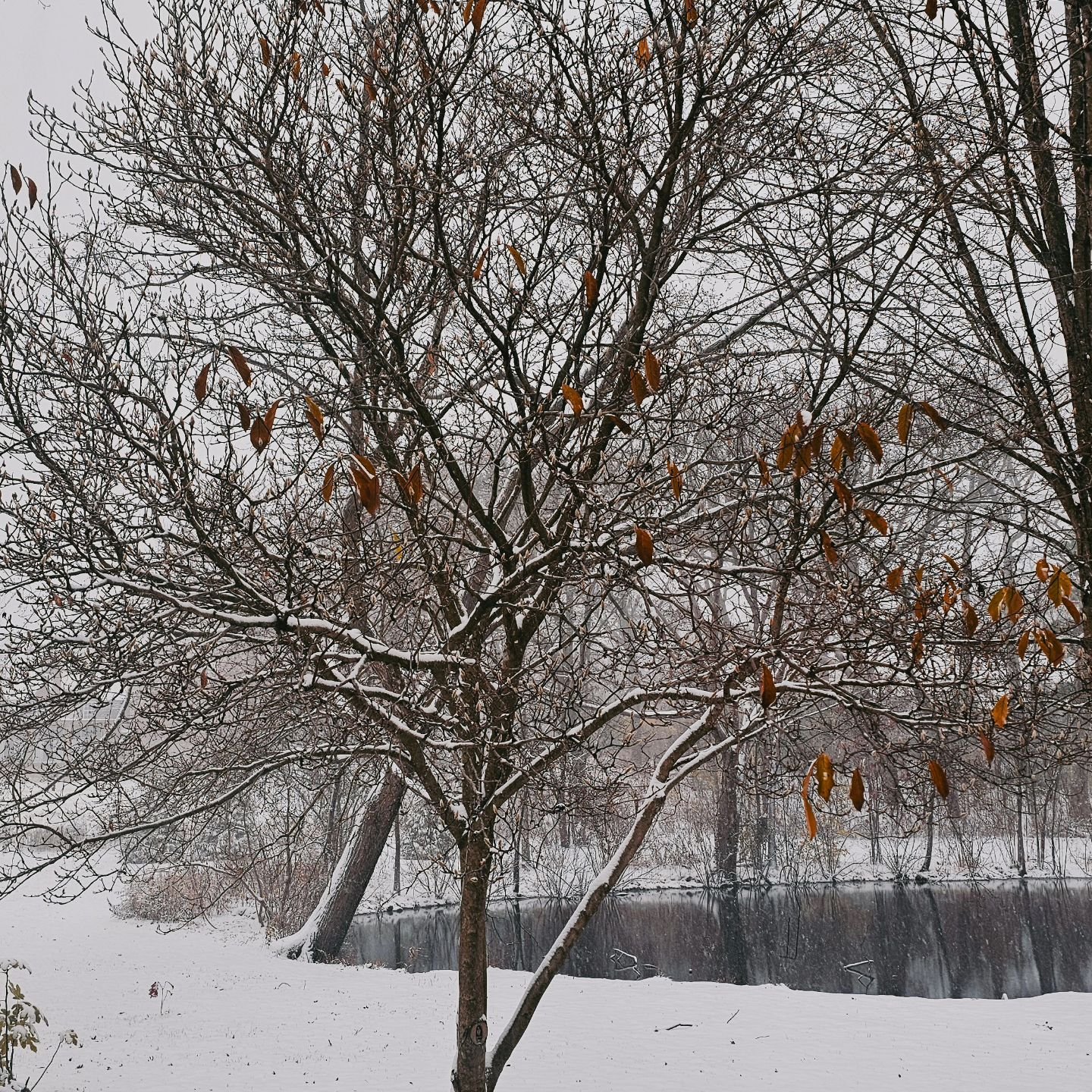 1st Snow in Chicagland! #chicago #firstsnow #snow #november #backyard #pondlife