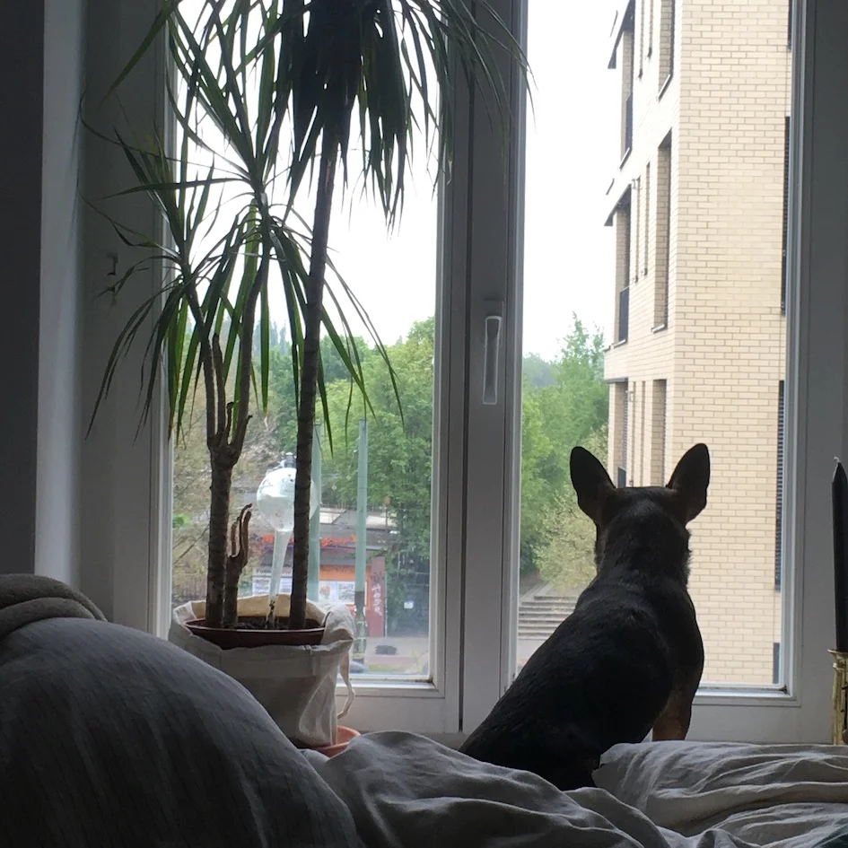 Lucy on neighbourhood watch