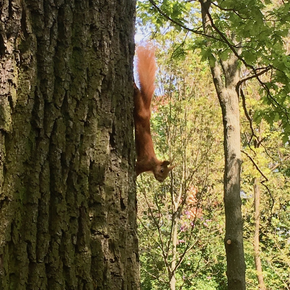The young squirrels are SO curious. This one nearly got eaten by Lucy