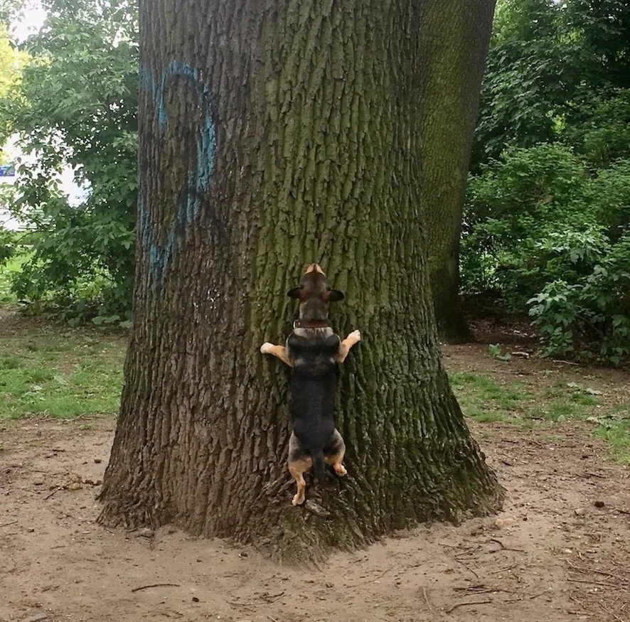 ??? I think she watched too many squirrels