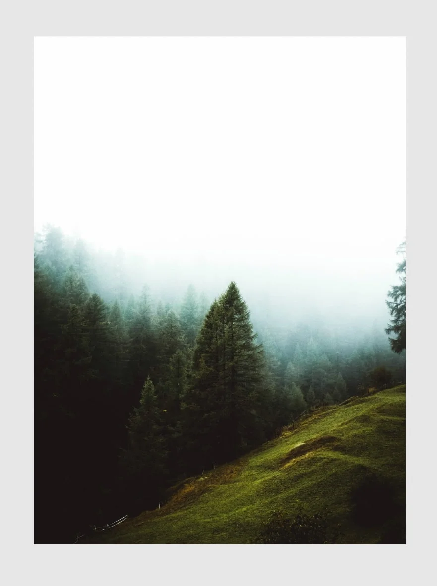 forestfog-min.jpg