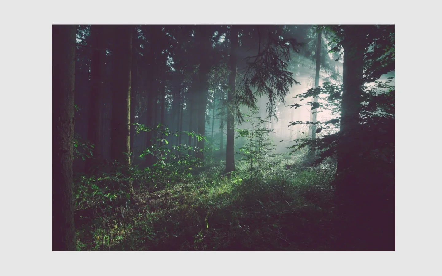forest walk-min.jpg
