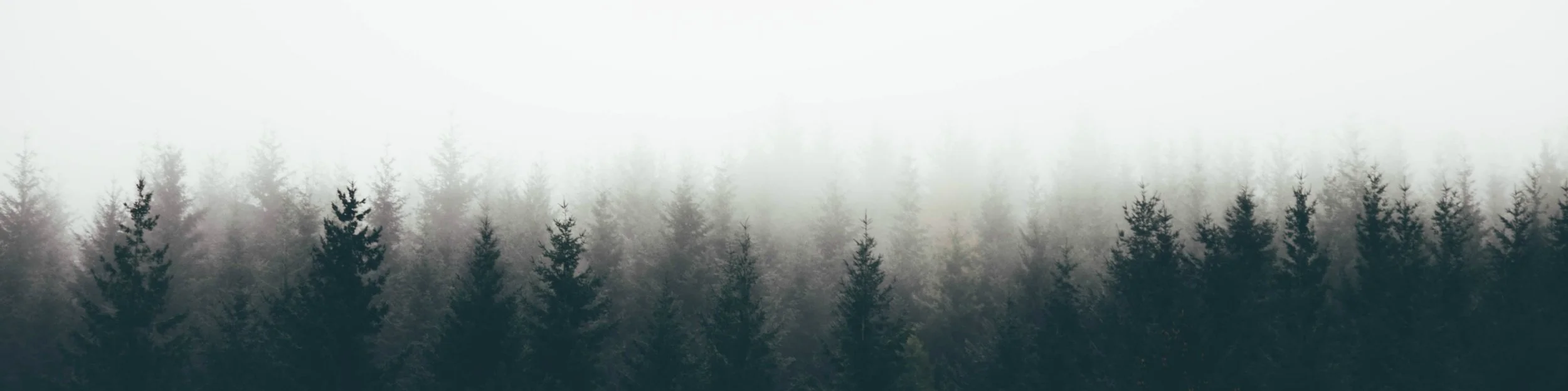 forest fog long-min.jpg