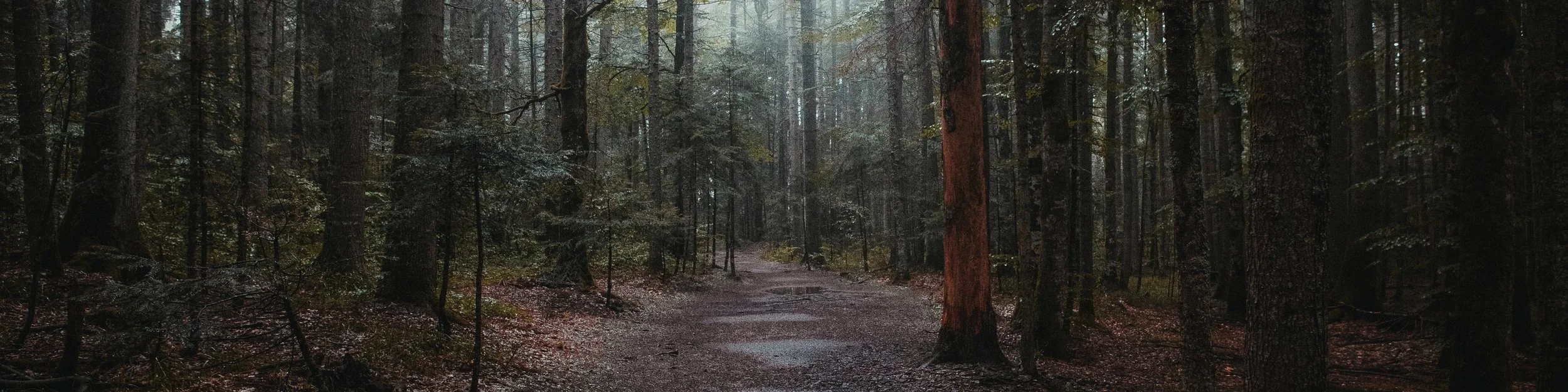 forest long-min.jpg