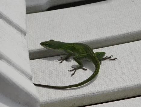 chameleon
