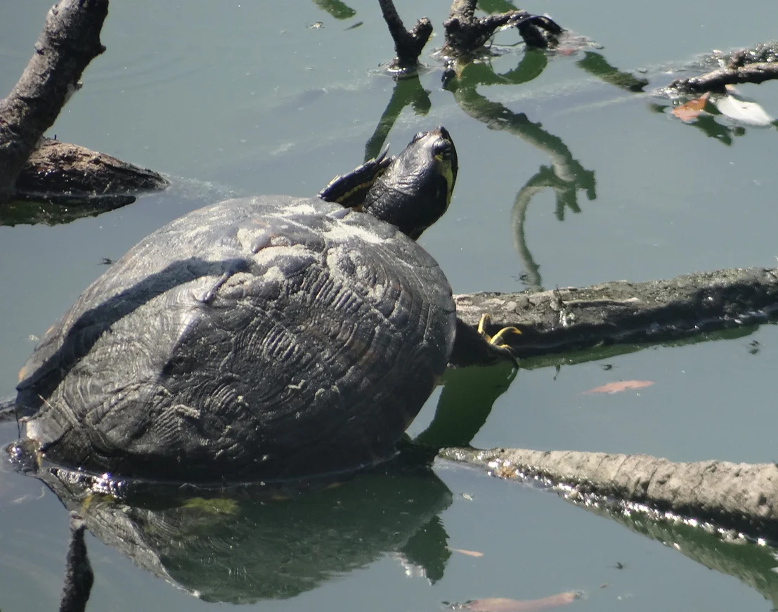 Turtle