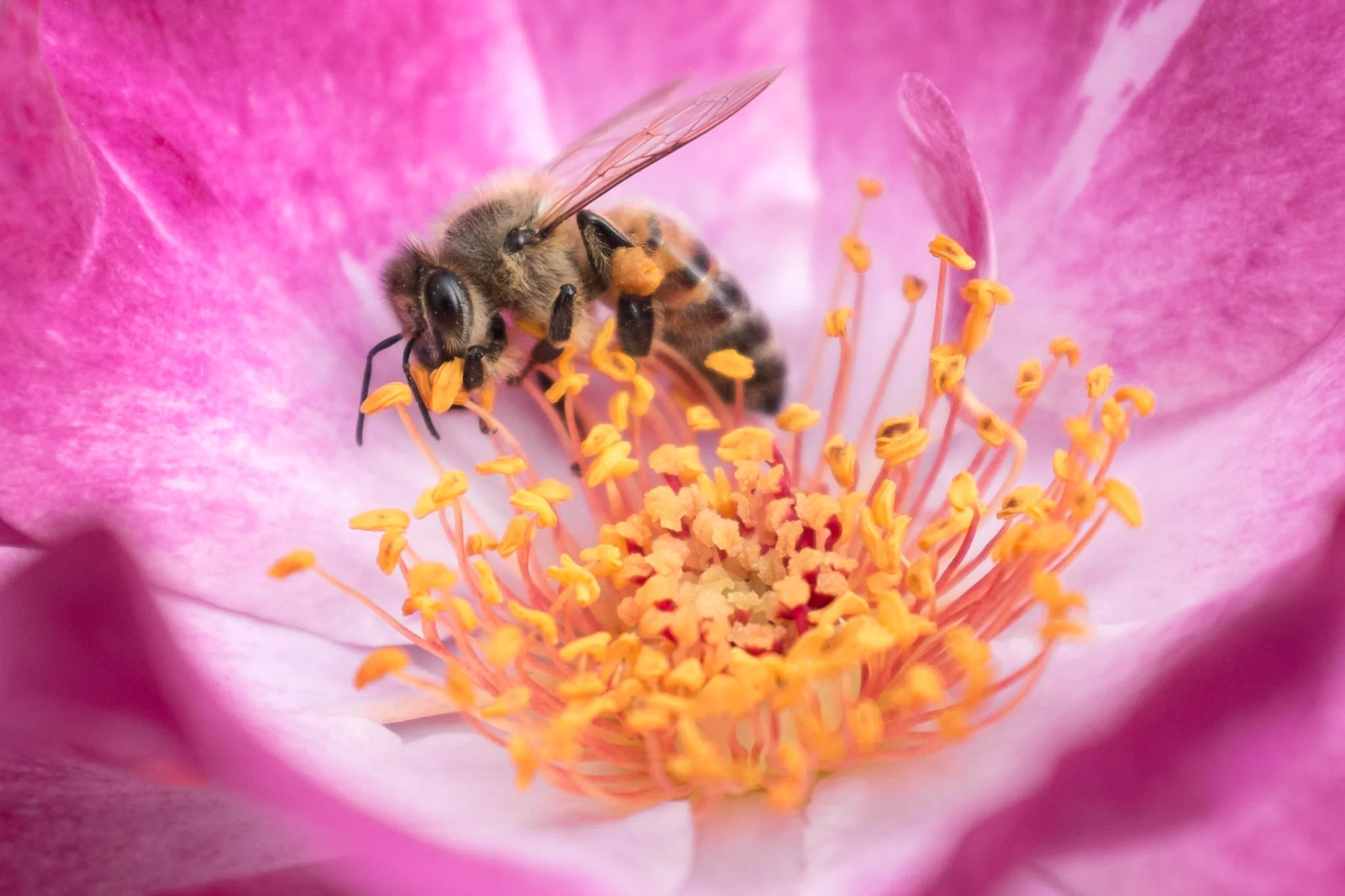 Honey Bee Portland Rose Garden #20130823_0042-2