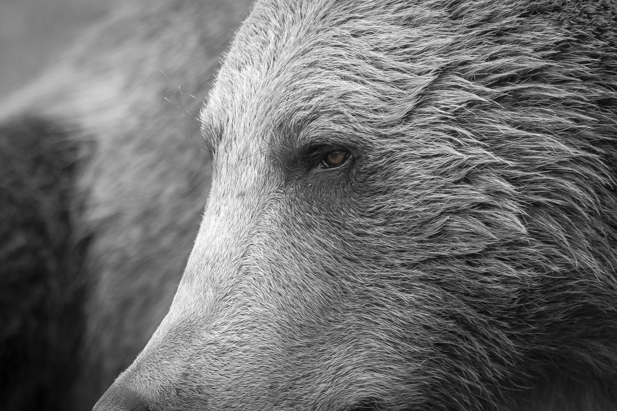 Brown Bear