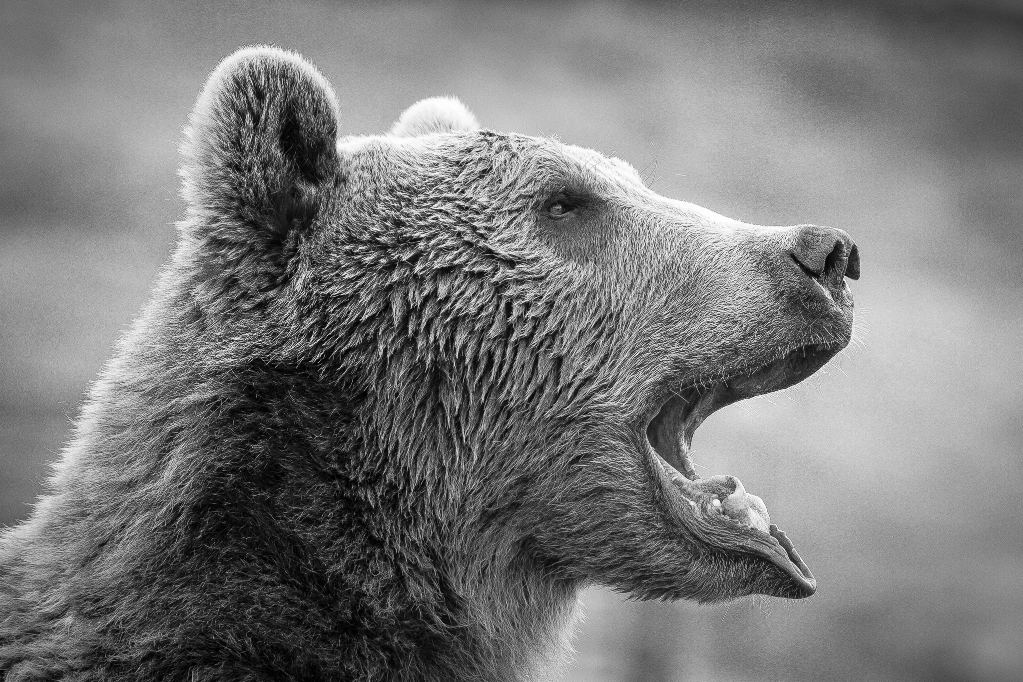 Brown Bear
