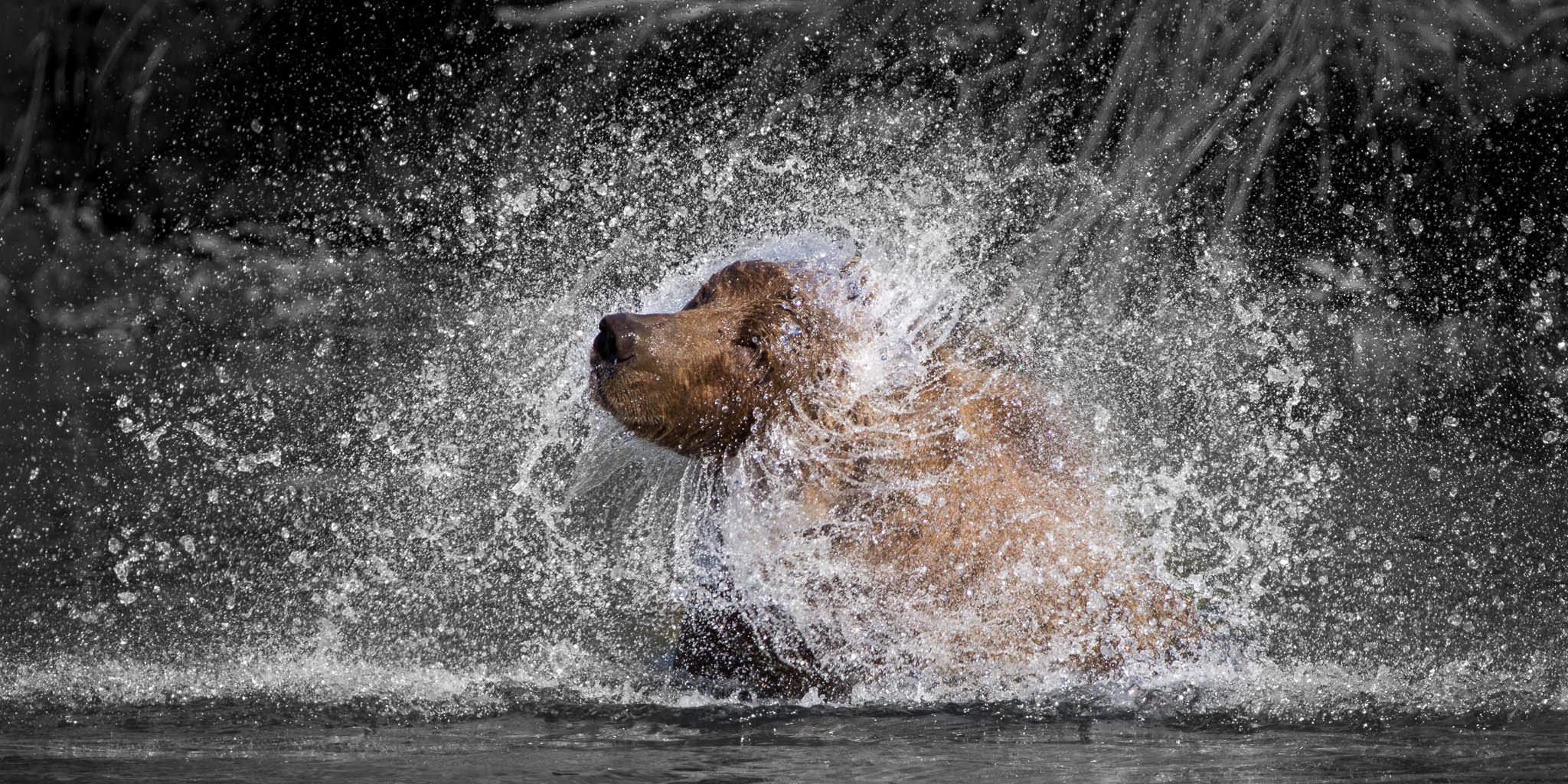 Brown Bear