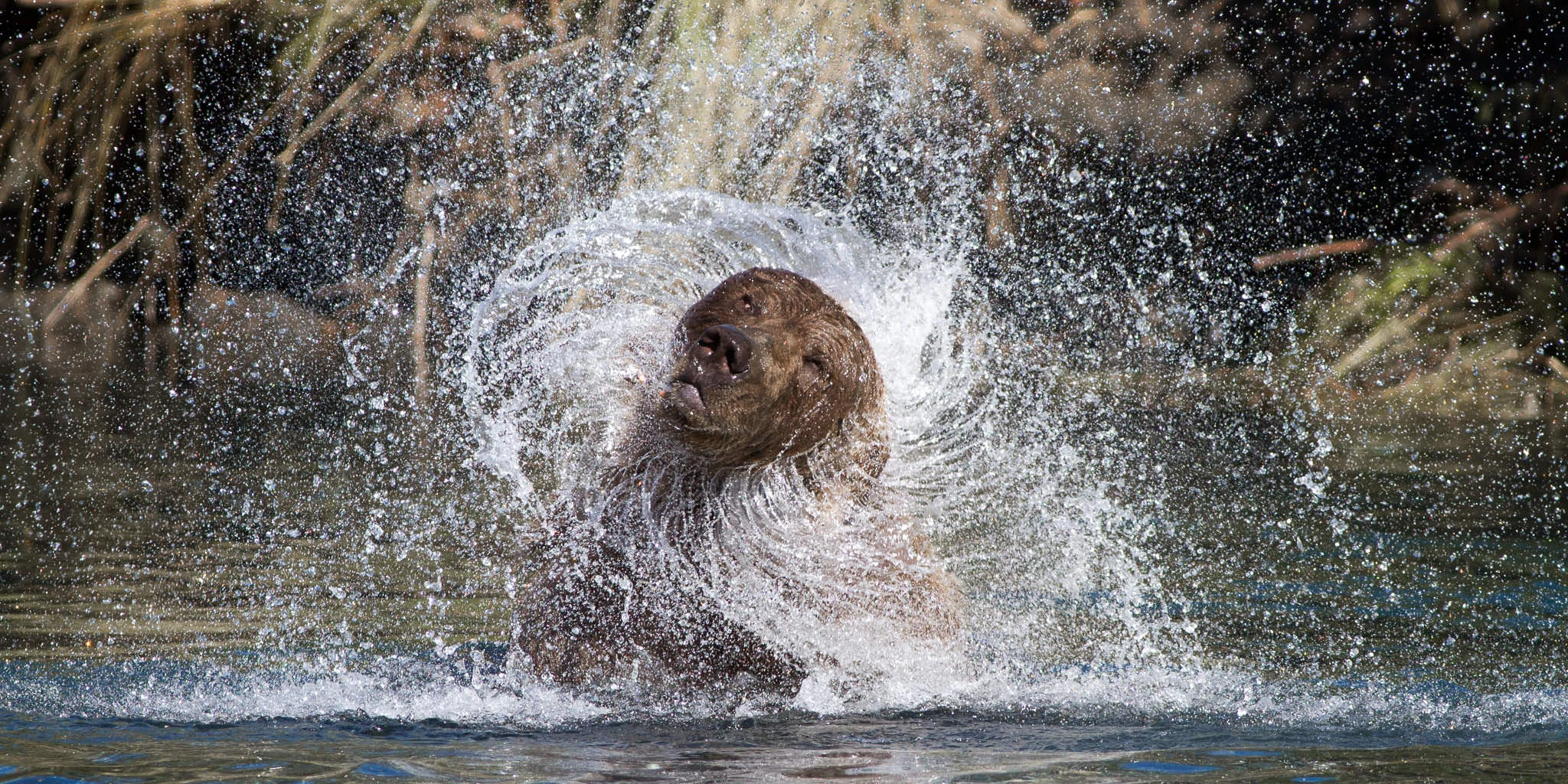Brown Bear