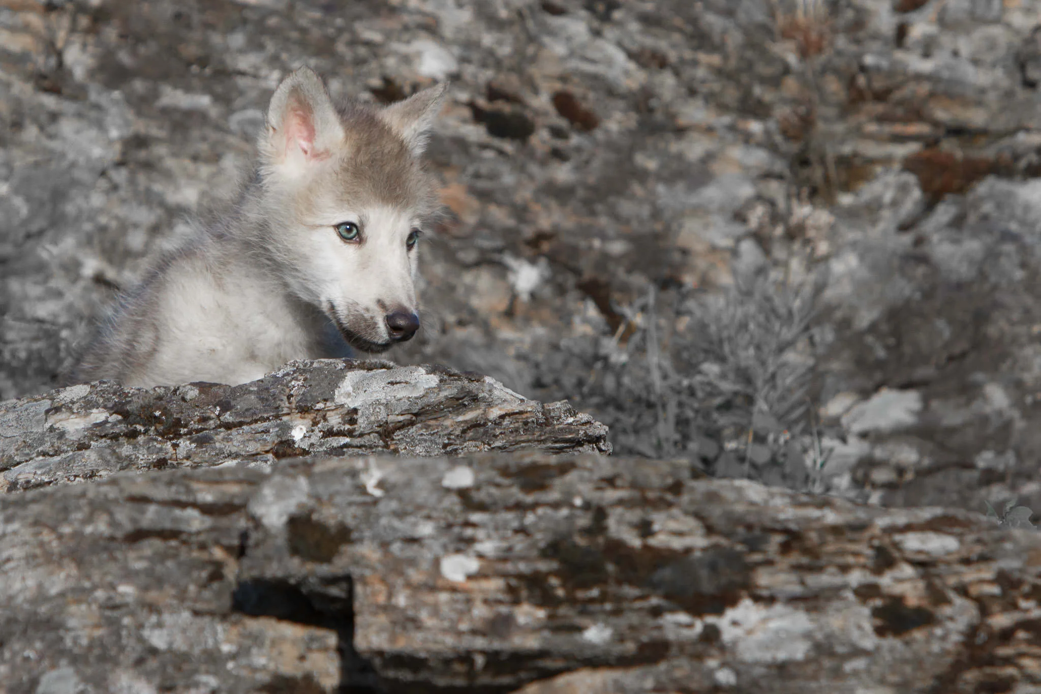 Wolf Pup Northwestern Montana #20130707_0277-2
